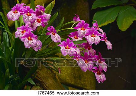 Stock Photography - Pink flowers. Fotosearch