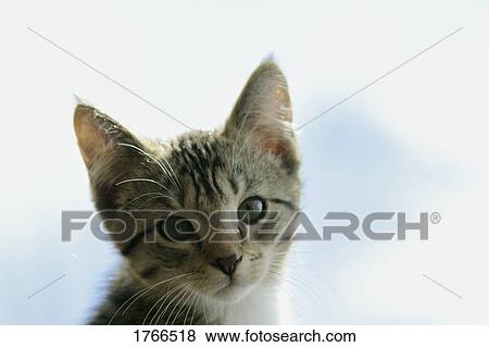 Portrait of a kitten View Large Photo Image Stock Photo - Portrait of a kitten. Fotosearch