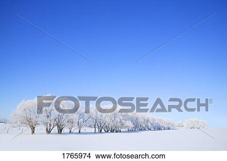 Picture - Trees in winter. Fotosearch