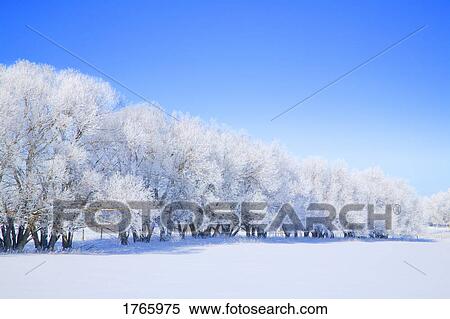 Trees in winter View Large Photo Image Stock Photography - Trees in winter. Fotosearch