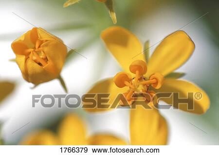 Stock Photo - Yellow and orange flowers. Fotosearch