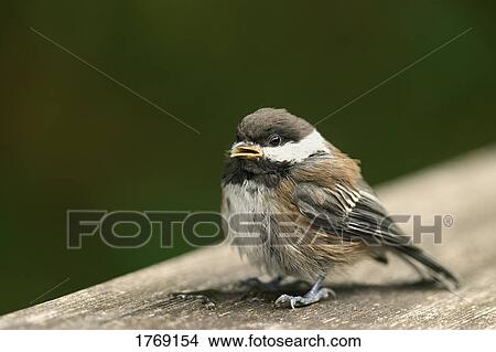 A baby bird View Large Photo Image Picture - A baby bird. Fotosearch
