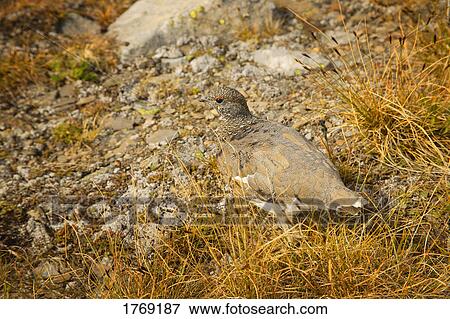 Stock Photo - A bird in camouflage. Fotosearch