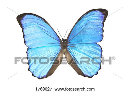 Stock Photo - A blue butterfly. Fotosearch