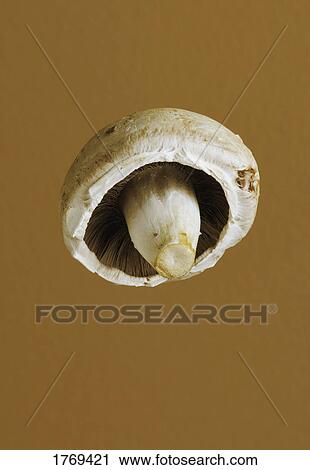 Stock Image - A mushroom. Fotosearch