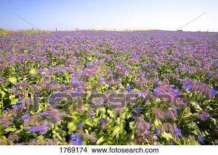 A purple field View Large Photo Image Picture - A purple field. Fotosearch