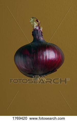 A purple onion View Large Photo Image Stock Image - A purple onion. Fotosearch