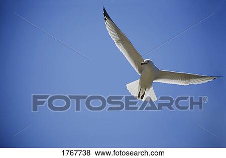 A seagull flying in the sky View Large Photo Image Stock Photo - A seagull flying in the sky. Fotosearch
