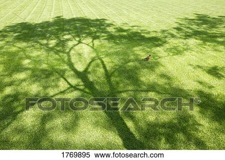 Stock Photography - A shady tree with Robin. Fotosearch