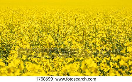 Stock Photo - A yellow field. Fotosearch