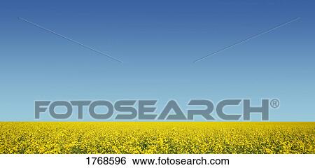 A yellow field View Large Photo Image Stock Photograph - A yellow field. Fotosearch