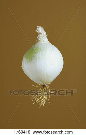 Stock Photo - An onion. Fotosearch