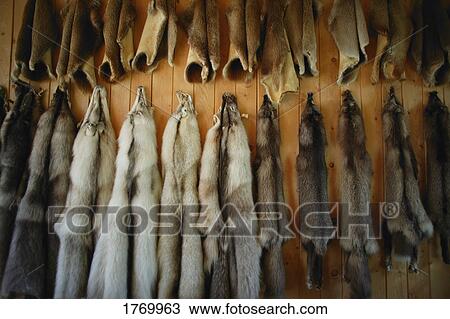 Animal furs View Large Photo Image Stock Image - Animal furs. Fotosearch
