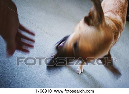 Biting the hand that feeds you View Large Photo Image Stock Image - Biting the hand that feeds you. Fotosearch