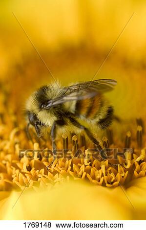 Stock Photo - Closeup of a bee on a flower. Fotosearch