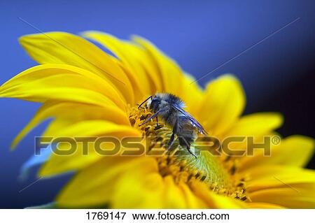 Closeup of a bee on a sunflower View Large Photo Image Stock Photo - Closeup of a bee on a sunflower. Fotosearch