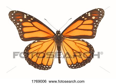 Closeup of a butterfly View Large Photo Image Stock Photograph - Closeup of a butterfly. Fotosearch