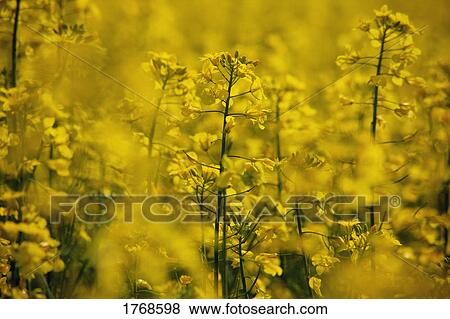 Closeup of a farmer's field View Large Photo Image Stock Photo - Closeup of a farmer's field. Fotosearch