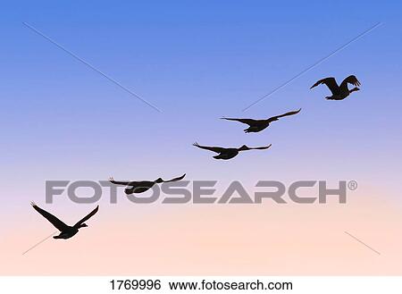 Flock of geese View Large Photo Image Stock Photograph - Flock of geese. Fotosearch
