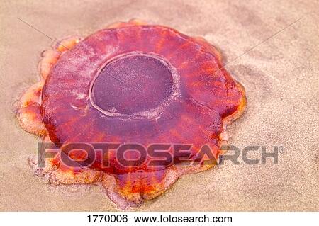 Stock Photograph - Jelly fish. Fotosearch