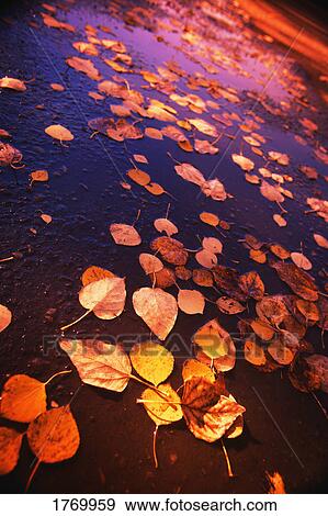 Stock Photo - Leaves in the water. Fotosearch