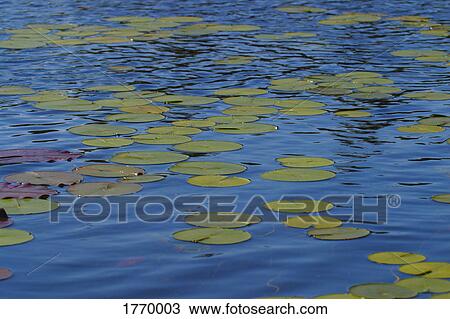 Stock Image - Lily pads on the water. Fotosearch