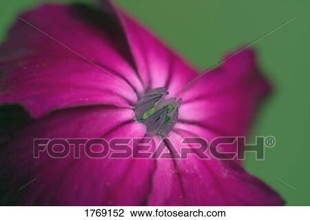Purple flower View Large Photo Image Stock Image - Purple flower. Fotosearch