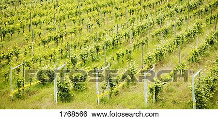 Rows of trees View Large Photo Image Stock Photograph - Rows of trees. Fotosearch