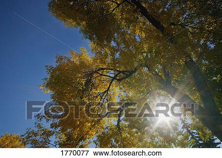 Sun shining through leaves View Large Photo Image Stock Photo - Sun shining through leaves. Fotosearch