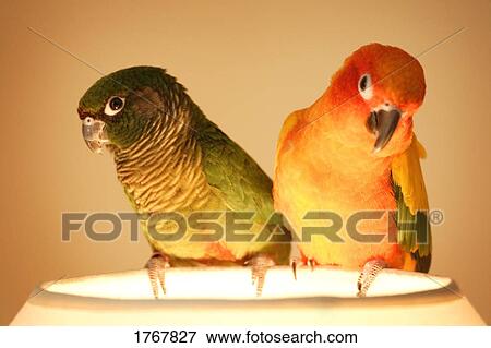 Two birds perch on a lamp shade View Large Photo Image Stock Photo - Two birds perch on a lamp shade. Fotosearch