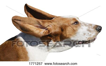 A dog in the wind View Large Photo Image Stock Photo - A dog in the wind. Fotosearch