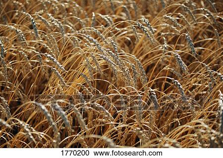 Stock Image - A field. Fotosearch