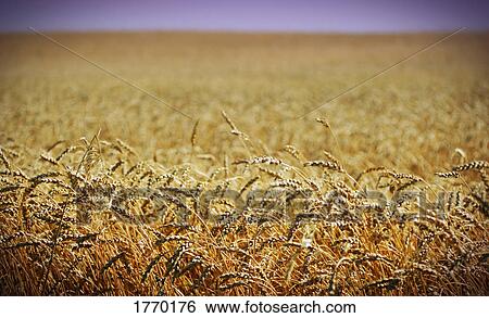 Stock Photograph - A field. Fotosearch