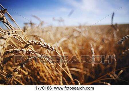 A field View Large Photo Image Stock Photograph - A field. Fotosearch