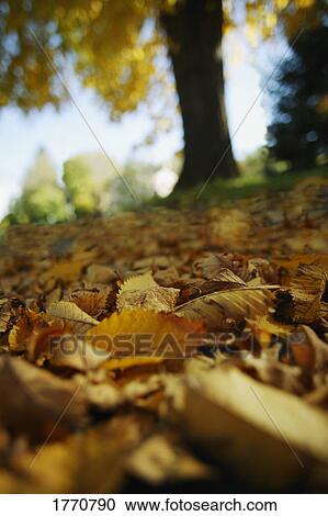 Stock Image - Autumn leaves. Fotosearch
