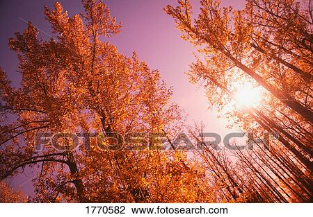Stock Image - Autumn tree tops. Fotosearch