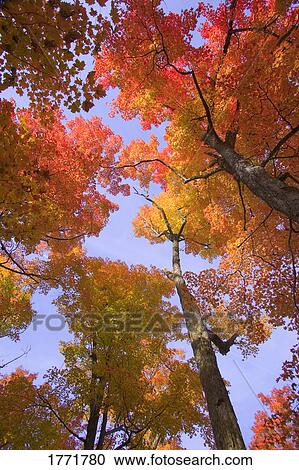 Autumn trees View Large Photo Image Stock Image - Autumn trees. Fotosearch