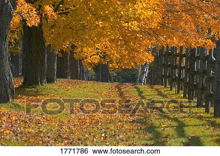 Autumn trees View Large Photo Image Stock Photograph - Autumn trees. Fotosearch