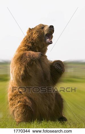 Bear sitting View Large Photo Image Picture - Bear sitting. Fotosearch