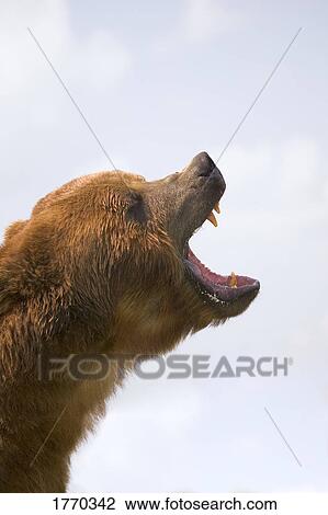 Bear with mouth open View Large Photo Image Stock Image - Bear with mouth open. Fotosearch