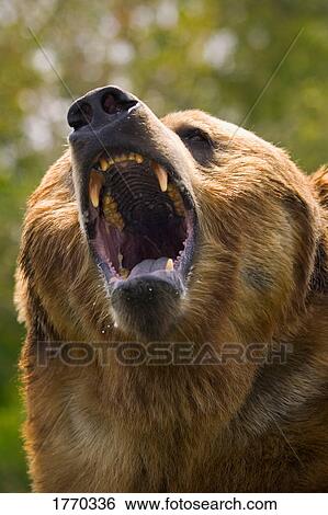 Stock Photograph - Bear with open mouth. Fotosearch