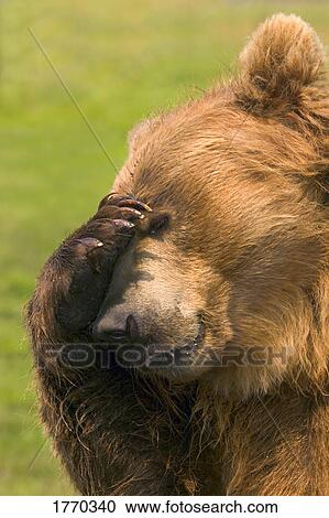 Bear with paw over eye View Large Photo Image Stock Image - Bear with paw over eye. Fotosearch