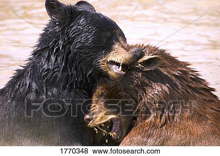 Stock Photo - Bears in water. Fotosearch