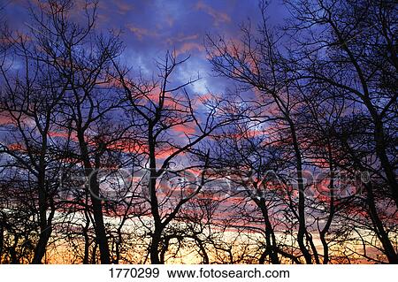 Stock Photo - branches silhouetted against sunset. Fotosearch