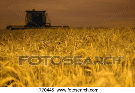 Combine in grain field View Large Photo Image Stock Photography - Combine in grain field. Fotosearch