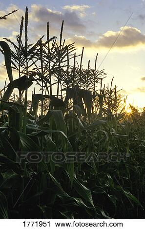 Stock Image - Corn field. Fotosearch