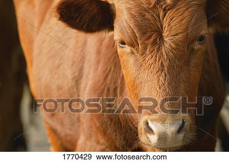 Stock Photo - Cow. Fotosearch