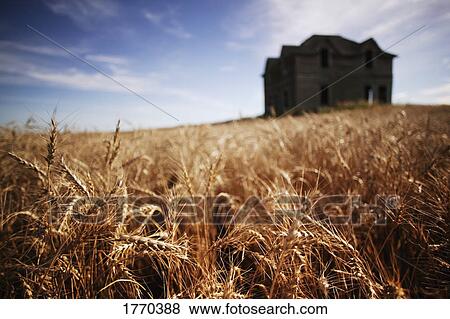 Crop ready for harvest, old house View Large Photo Image Stock Photo - Crop ready for harvest, old house. Fotosearch