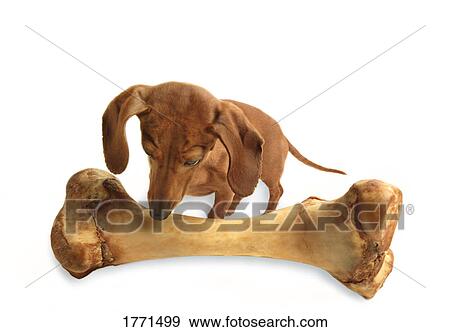 Stock Photo - Dog with bone. Fotosearch