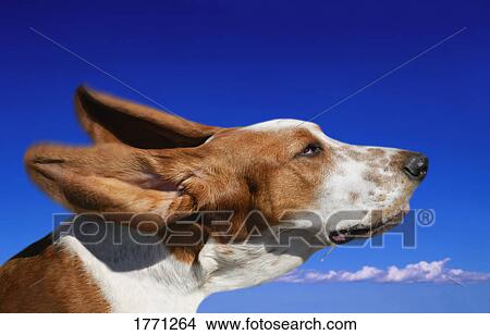 Dog's head in the clouds View Large Photo Image Picture - Dog's head in the clouds. Fotosearch